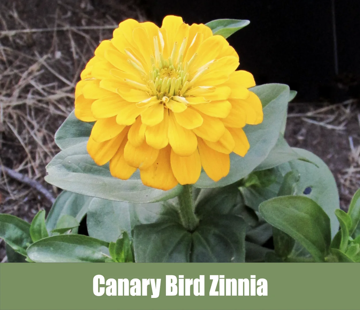 Canary Bird Zinnia, Zinnia Elegans